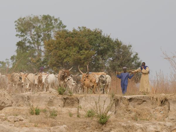 <h3><a href="/trips/gambia/biota/animalia/chordata/mammalia/artiodactyla/bovidae/bos primigenius/bos primigenius-nl.html">Bos&nbsp;primigenius</a> / Domestic&nbsp;cow / Koe</h3>OM-1 Mark II met OLYMPUS M.150-400mm F4.5, 1/2000 sec  bij F4.5, ISO 320, afstand 102&nbsp;m
